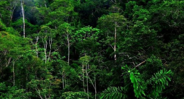 Jaké půdy a vegetace převládají v lesích s proměnlivou vlhkostí